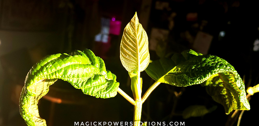 The contrasting colors of the leaf tops and undersides is highlighted in this photo, as this beautiful kratom specimen stands regally in the sun with her arms outstretched.