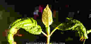 The contrasting colors of the leaf tops and undersides is highlighted in this photo, as this beautiful kratom specimen stands regally in the sun with her arms outstretched.