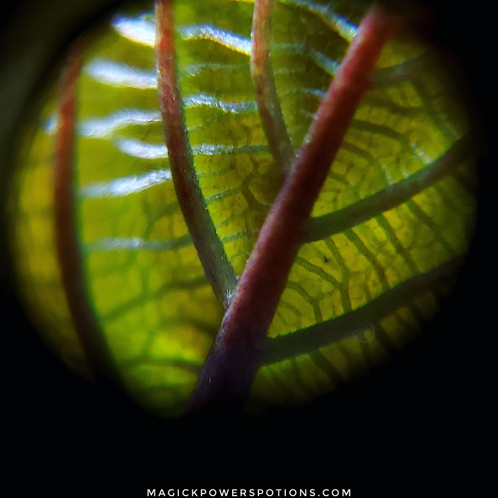 This is a young emerging leaf from a mature plant. Notice the veinous composition. The red is beginning to flow from the thick middle vein to the small veins. As this leaf grows, the branching veins will become as deep red as the main vein.