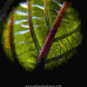 This is a young emerging leaf from a mature plant. Notice the veinous composition. The red is beginning to flow from the thick middle vein to the small veins. As this leaf grows, the branching veins will become as deep red as the main vein.
