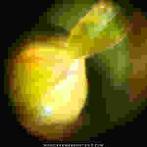 This is an extreme closeup of a barely visible kratom flower just beginning to form where a terminal bud would otherwise grow. Notice the body of the globular protrusion is yellow with a reddish orange banding. That band will eventually split as the flower develops and an immature bud will emerge and develop into a mature flower.