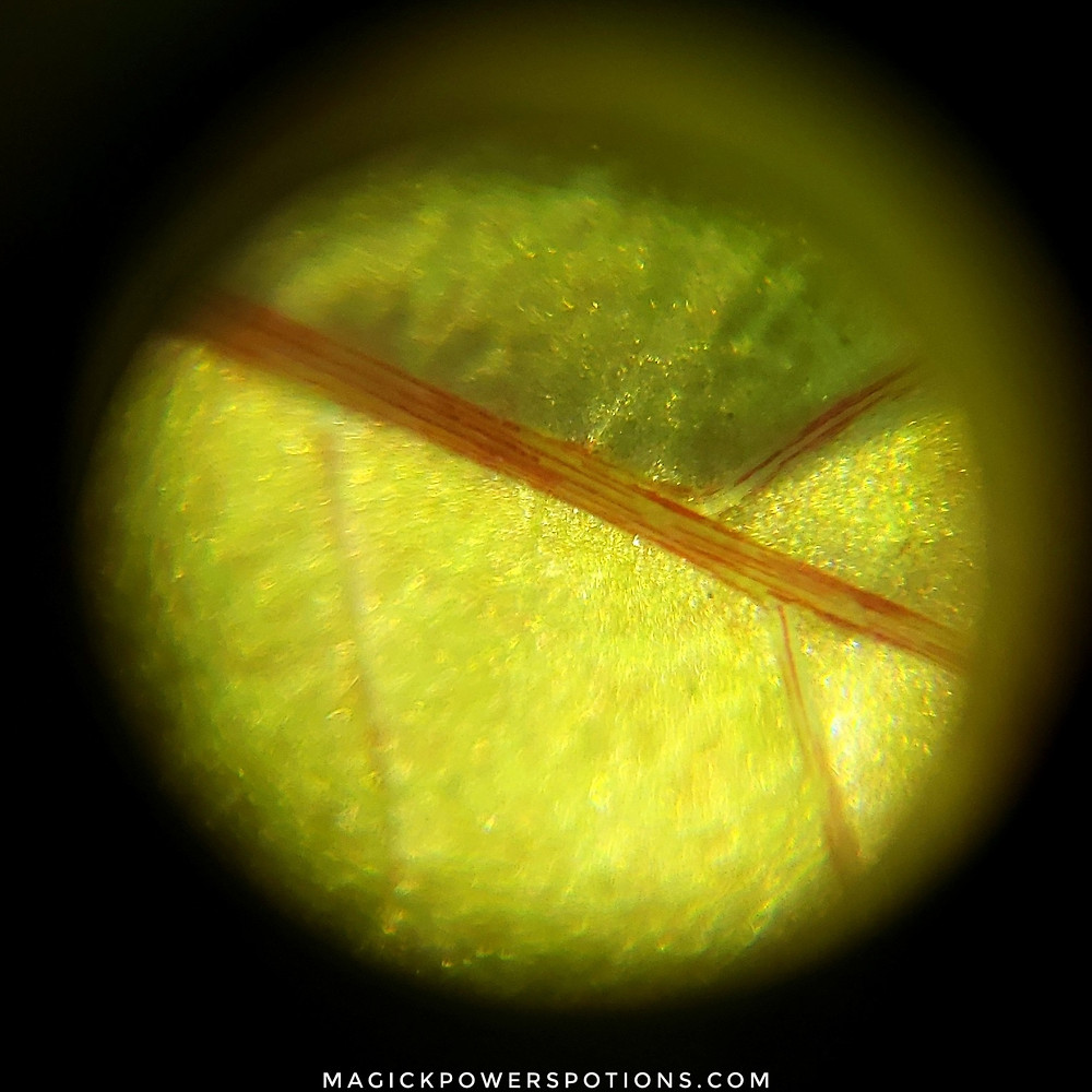 This is the underside of an extremely small specimen, sown from a seed pod containing the genetic instructions for early flowering. At approximately 5 inches high, this seedling is not only flowering but also developing red veinous striations indicative of the development of red vein kratom pigment and potentially its associated alkaloid profile.