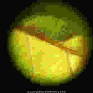 This is the underside of an extremely small specimen, sown from a seed pod containing the genetic instructions for early flowering. At approximately 5 inches high, this seedling is not only flowering but also developing red veinous striations indicative of the development of red vein kratom pigment and potentially its associated alkaloid profile.