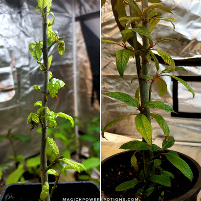 The plant on the left was defoliated and left outside in high wind. This wind was strong enough to blow empty trash cans over and it lasted for several days before giving way to lighter wind that kept the leaves constantly moving for several weeks. The plant on the right was defoliated and kept indoors. Both environments were low humidity, because we enjoy pushing the boundaries of the species to see what acclimates best to our North American climate. In both cases, the plants produced leaves perfectly suited to their environment post-defoliation. For the plant on the left, the short thick leaves were tough enough to withstand wind that broke down sunflowers outside... and the plant on the right grew lush new leaves and branches in spite of low humidity. Overall, these are two clear and differing examples of how kratom trees may look when they begin to refoliate. Environment dictates how the leaves develop.