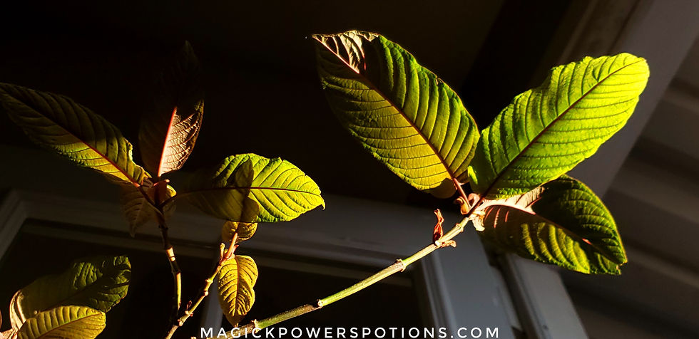 A stunning display of plant pigments as seen from below this Indonesian kratom tree as it refoliates following its first complete harvest.
