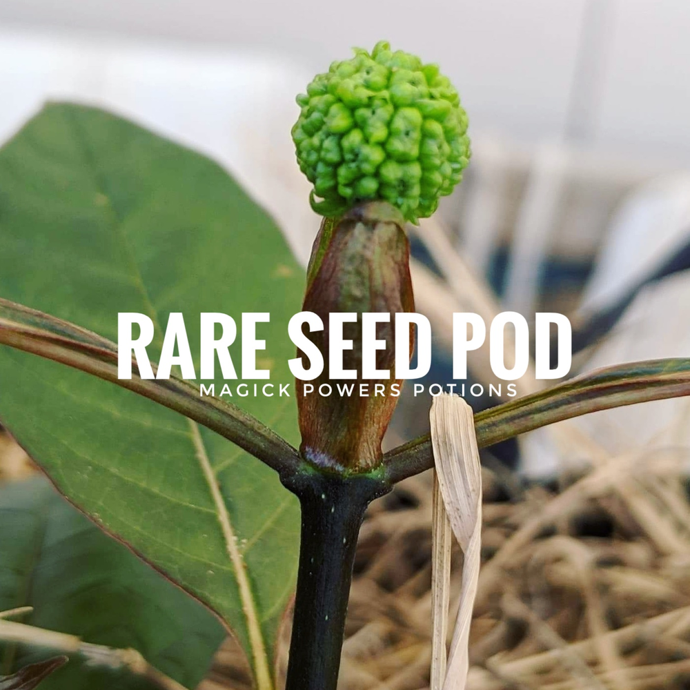 Man Grows Kratom in Arizona Desert, Gets Rare Seed Pod