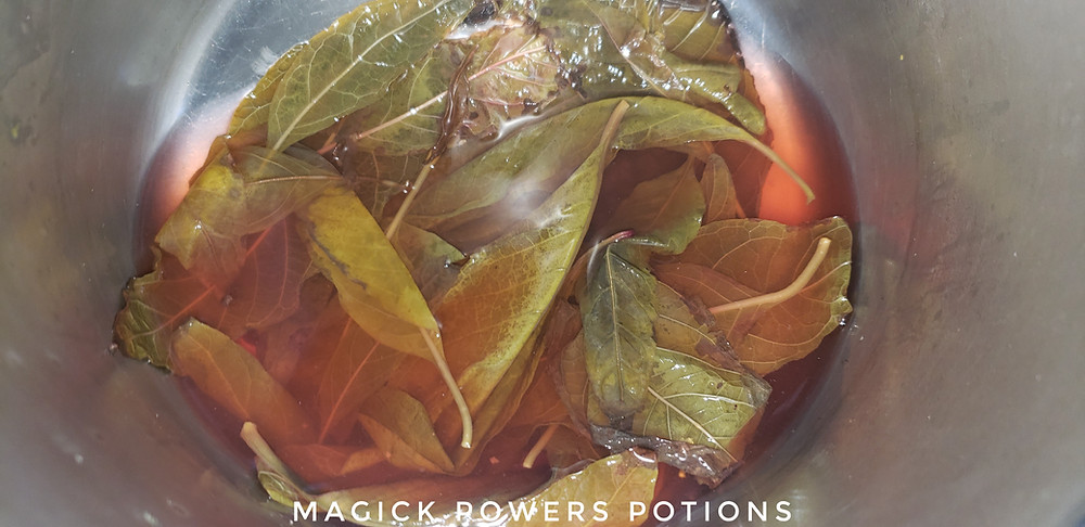 Fresh kratom leaves are submerged in water on their way to becoming tea.