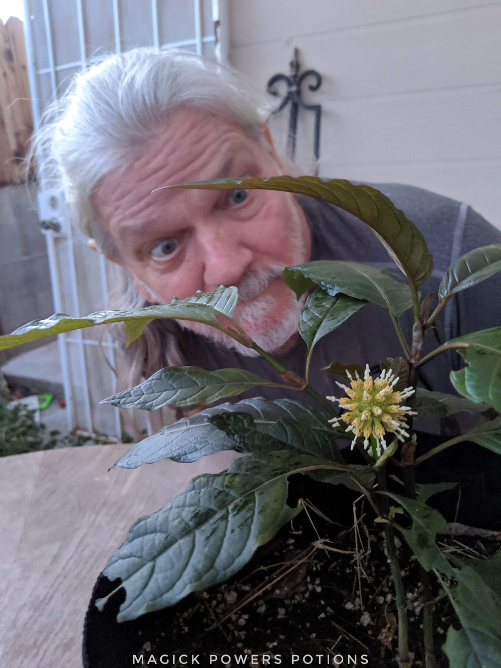 Glenn Bradford got a special blessing from the kratom gods when one of his purchases began growing an incredibly rare flower/seed pod.