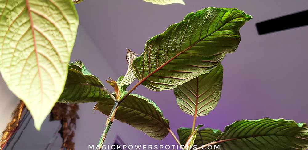 The vigorous life force of healthy, well-cared-for kratom is undeniable.