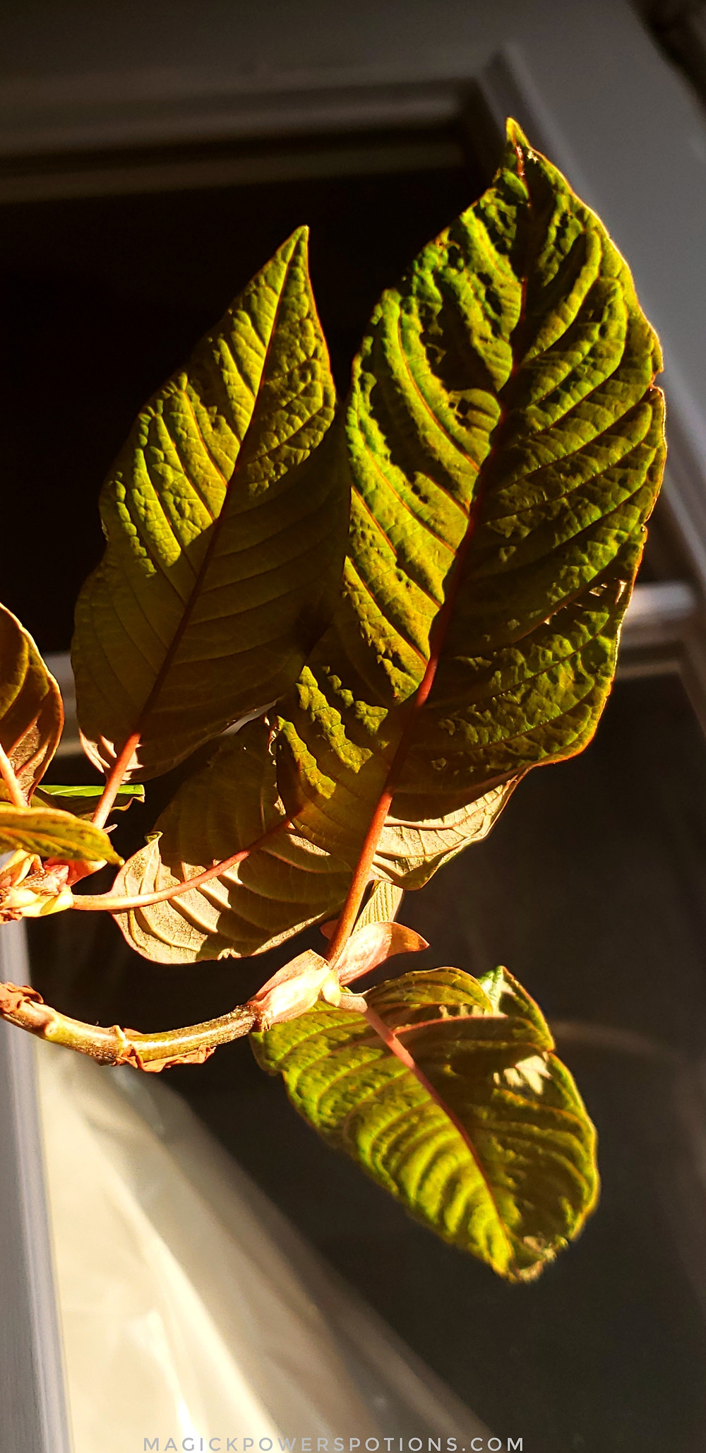 This cluster of explosive new growth is surging with vigor. After a defoliation, all the plant's life force is concentrated into the emerging leaves. The aliveness is mesmerizing.