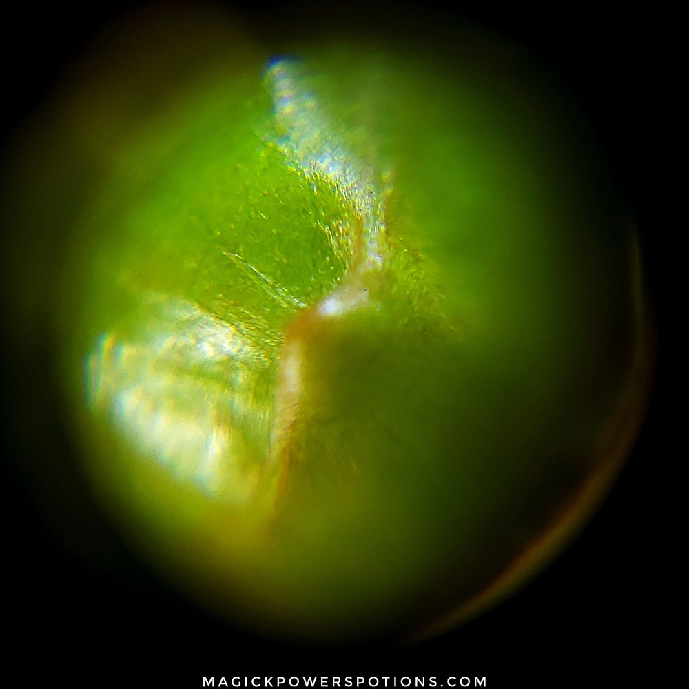 This is a closeup of another kratom flower forming on a separate specimen. Notice the globular protrusion is green with orange-ish yellow banding. The band will split as the bud emerges. The smooth covering will make way for a dimpled orb that will eventually develop into a mature flower covered in bisexual yellow and white florets.