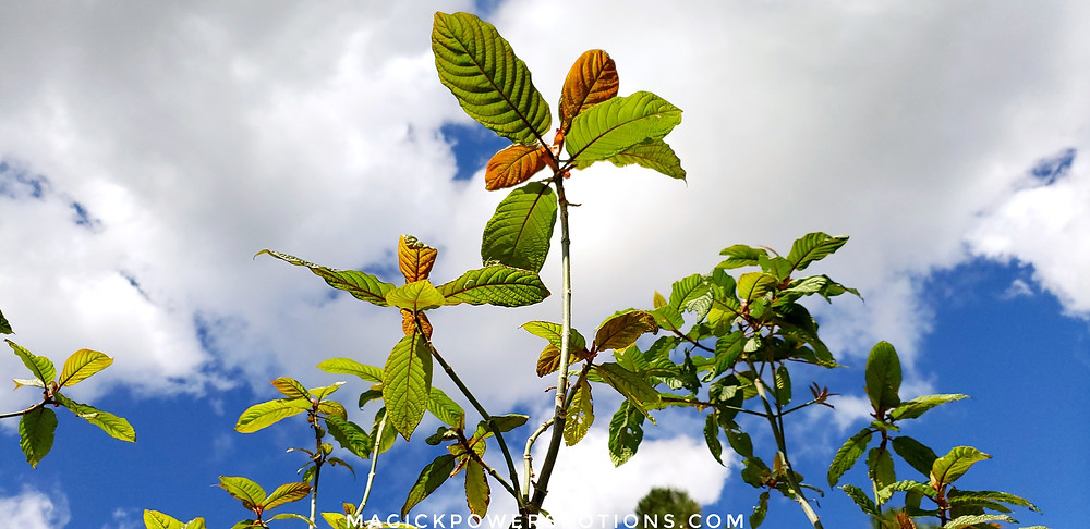 Indonesians remove the old leaves and leave the leaf tops so kratom trees can easily refoliate. The same technique was applied to these seed-sown kratom trees from Magick Powers Potions Costa Rican plantation line.