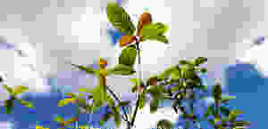 Indonesians remove the old leaves and leave the leaf tops so kratom trees can easily refoliate. The same technique was applied to these seed-sown kratom trees from Magick Powers Potions Costa Rican plantation line.