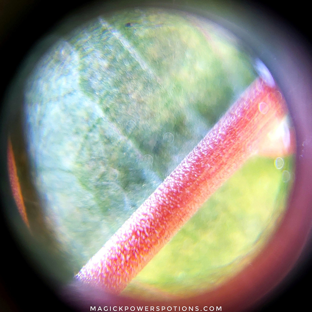 A beautiful close up of the fat red vein in this mature kratom leaf. The underside of this leaf is bluish green and looks a lighter green to the naked eye when light penetrates.
