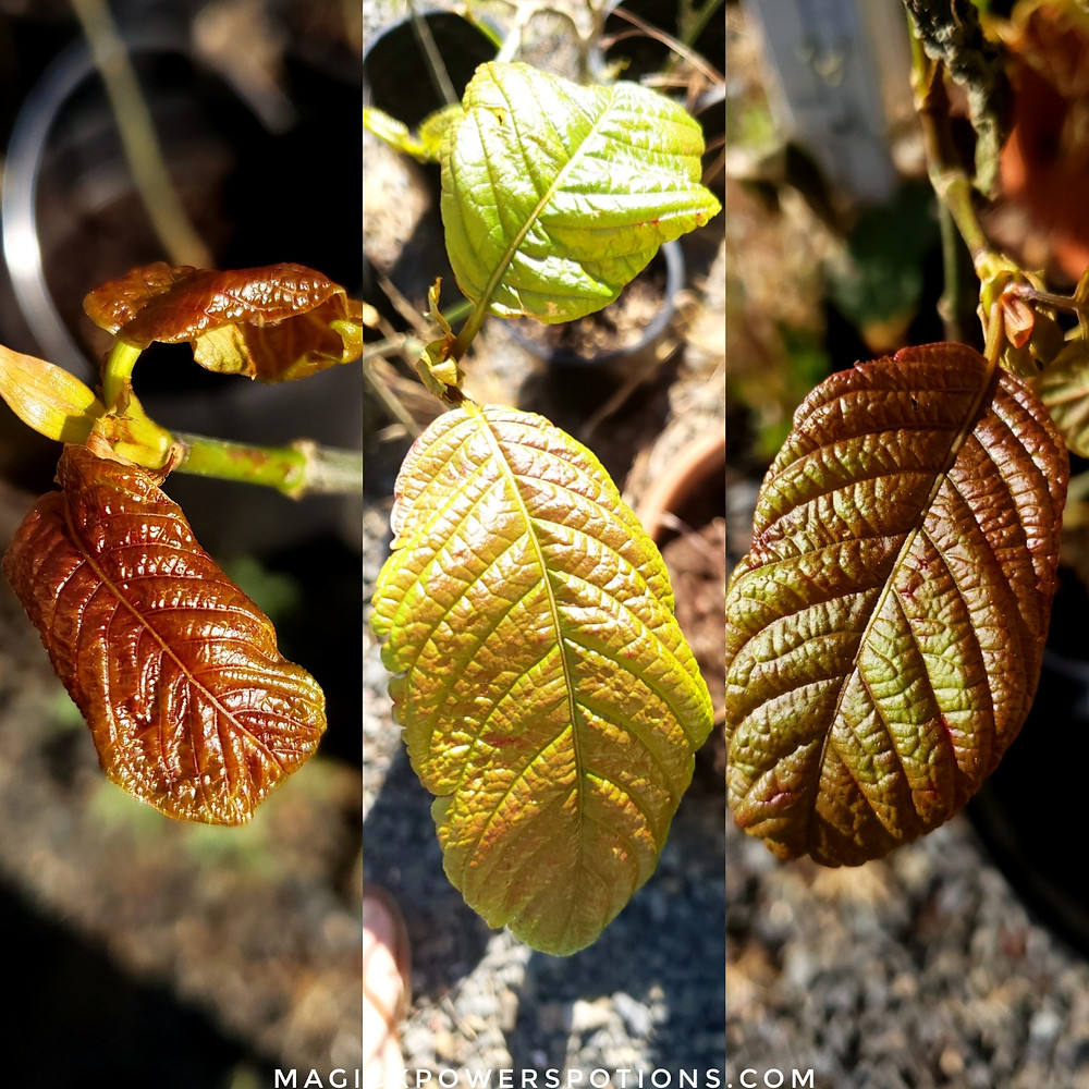 These plants were green in an indoor set up on a 24 hour lighting system. Then they were fully defoliated and moved outdoors into natural sunlight and nighttime darkness along with dry air and considerable winds. These are the first leaves put out in the new environment. Very thick, ruddy, crispy and rigid. As these plants acclimate, leaves will once again grow in green, but now the exposure to sunlight is a new event to which the plants have not yet become accustomed. In all cases, the chlorophyll production has lessened so the other plant pigments have become visible.