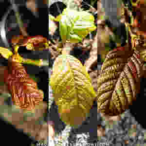 These plants were green in an indoor set up on a 24 hour lighting system. Then they were fully defoliated and moved outdoors into natural sunlight and nighttime darkness along with dry air and considerable winds. These are the first leaves put out in the new environment. Very thick, ruddy, crispy and rigid. As these plants acclimate, leaves will once again grow in green, but now the exposure to sunlight is a new event to which the plants have not yet become accustomed. In all cases, the chlorophyll production has lessened so the other plant pigments have become visible.
