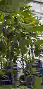 Genetically diverse seed-sown kratom trees in an agricultural application. Lab tests identified 1.19% mitragynine and .004% 7hydroxymitragynine in the leaf material at 11 months of age. These trees were grown in a greenhouse in Oregon using genetics from Magick Powers Potions' Borneo Rainforest line.