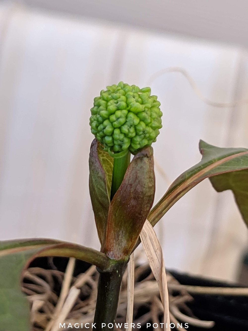 A close-up of the seed pod forming on the young seed-sown kratom plant.