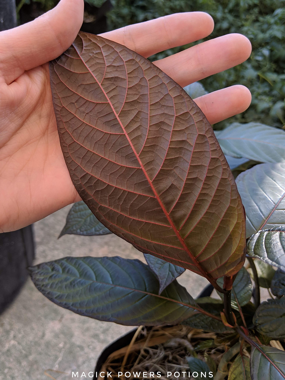 The leaves feature impressive vascularity.