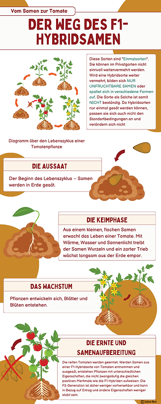 Kreislauf Tomate F1 Hybride
