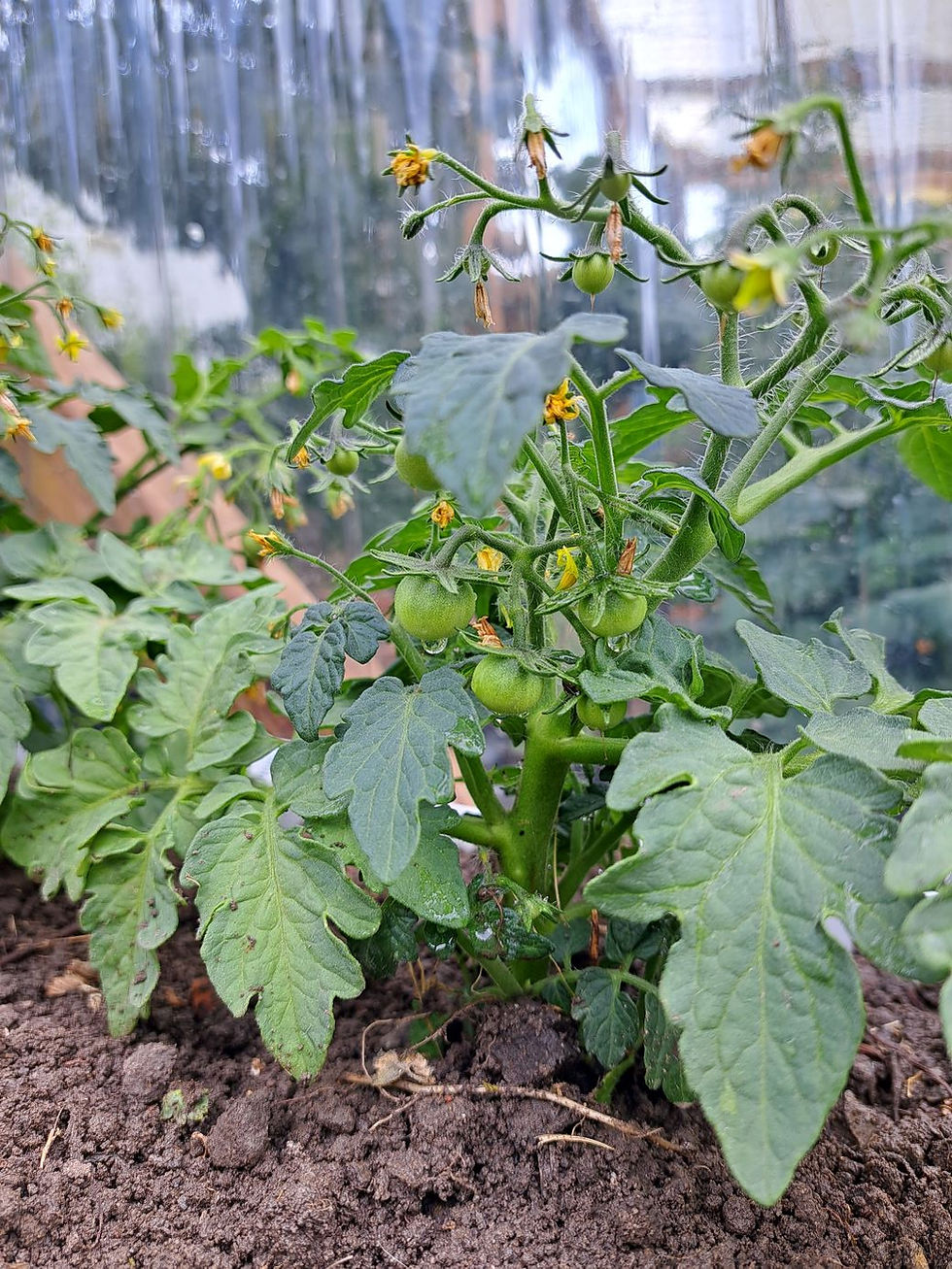 Thumbnail: Florida Basket (seeds)