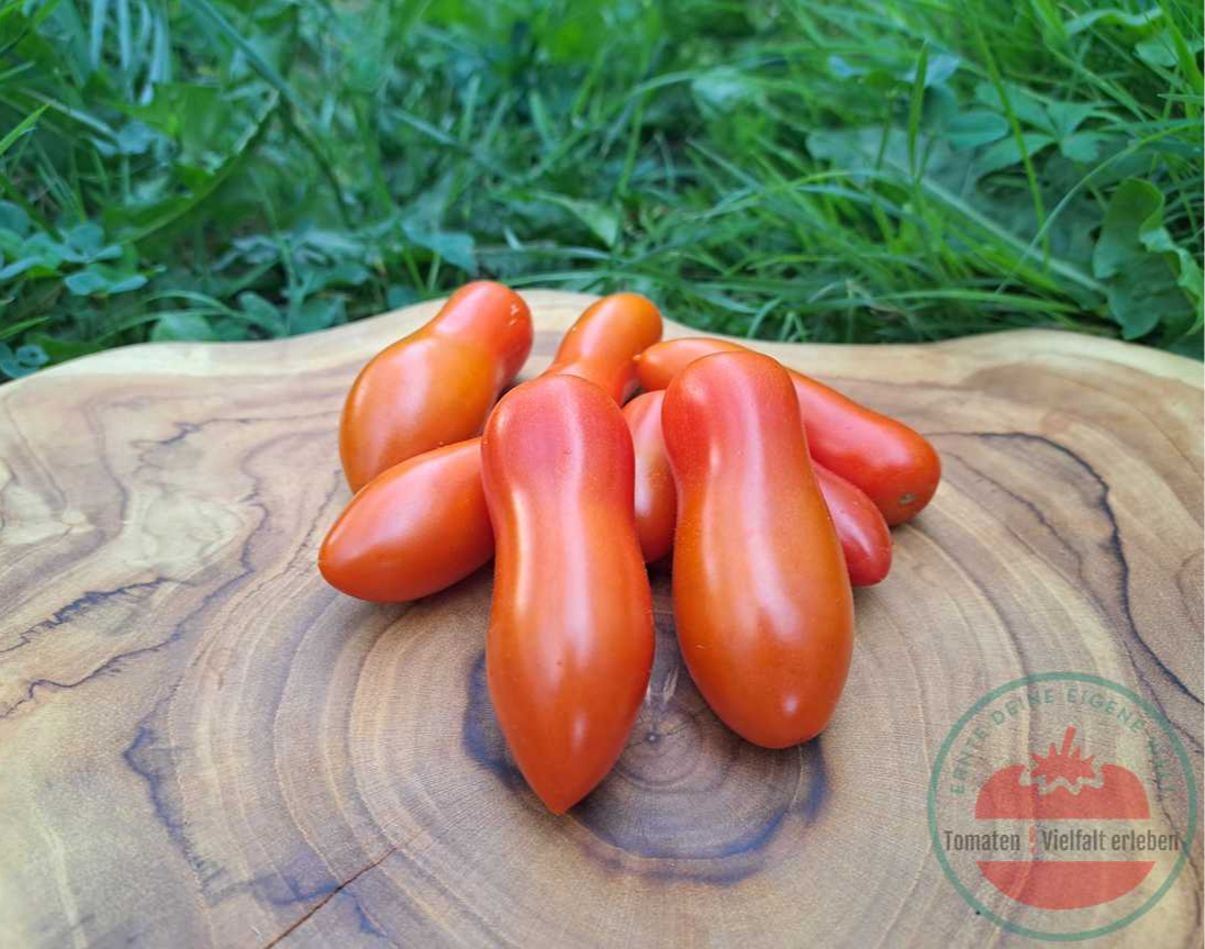 Rote Zauberstab Tomaten mit länglicher, flaschenförmiger Fruchtform