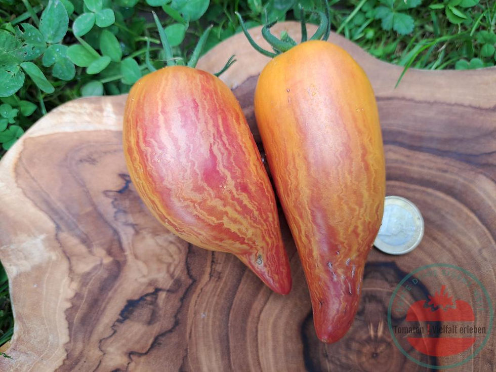 Miniaturbild: Gelb-rot gestreifte längliche Flaschentomate mit einem Euro rechts daneben auf einem Holzbrett - Tomate Yellow Fire