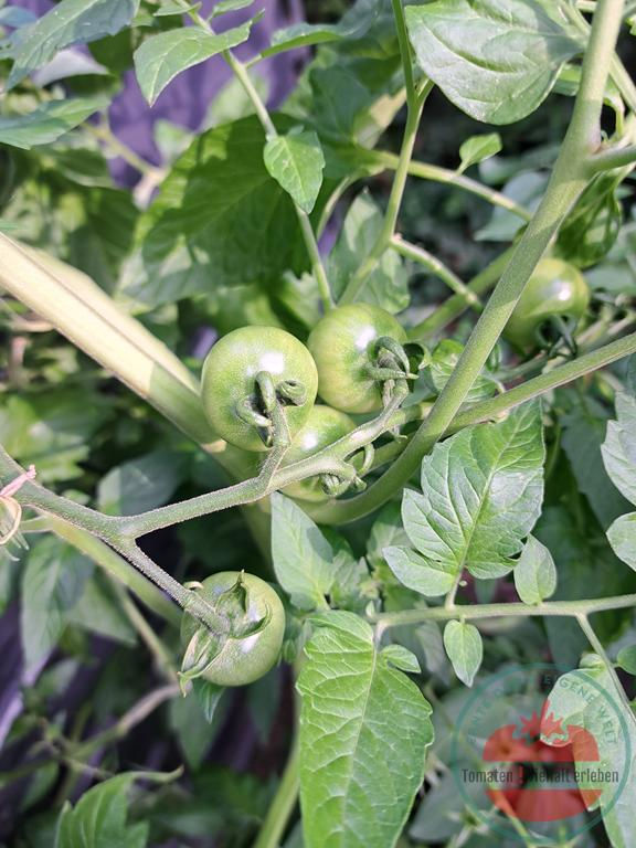 Thumbnail: Unreife grüne Cherrytomaten an der Pflanze - Tomate Bolivianische Obsttomate