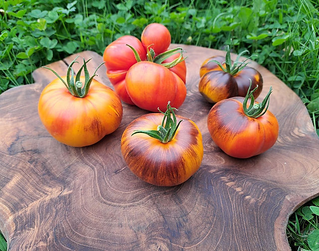 Tomaten! Vielfalt erleben | Samenfestes Saatgut in Bio-Qualitt & Tomaten- Raritten online kaufen