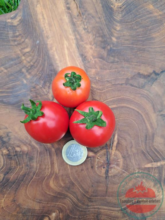 Thumbnail: Rote runde Salattomate mit einem Euro unten dran auf einem Holzbrett - Tomate Renet