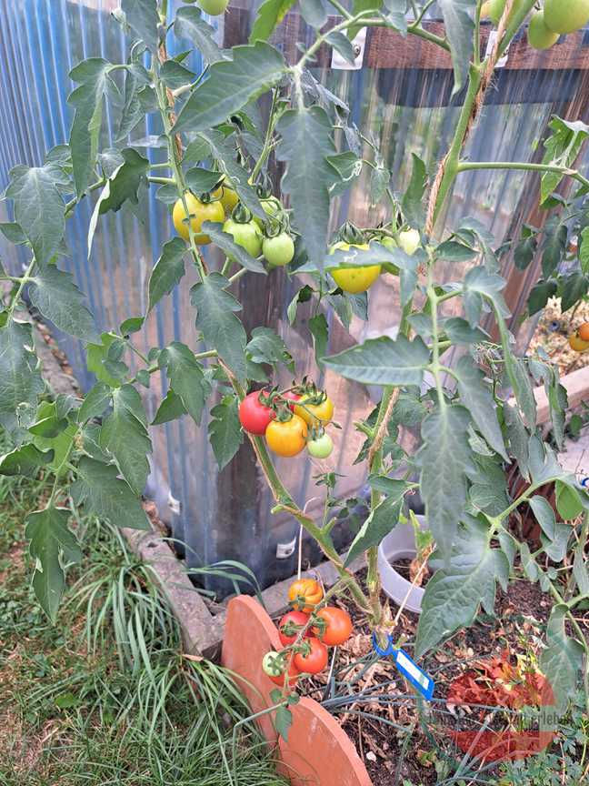 Thumbnail: Rispe mit gelblich-halbreifen und reifen roten Tomaten an der Rispe. Tomatensorte Amy's Sugar Gem.