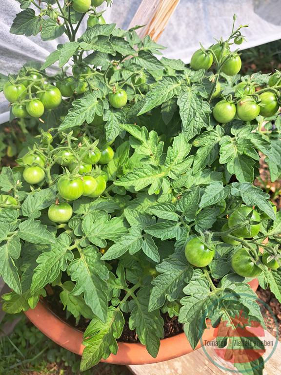 Thumbnail: Tomatenpflanze mit unreifen grünen Tomaten - Tomate Jip & Janneke