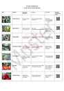 Tomaten-Notfallplan A4 mit Muster Wasserzeichen-1 (1).jpg