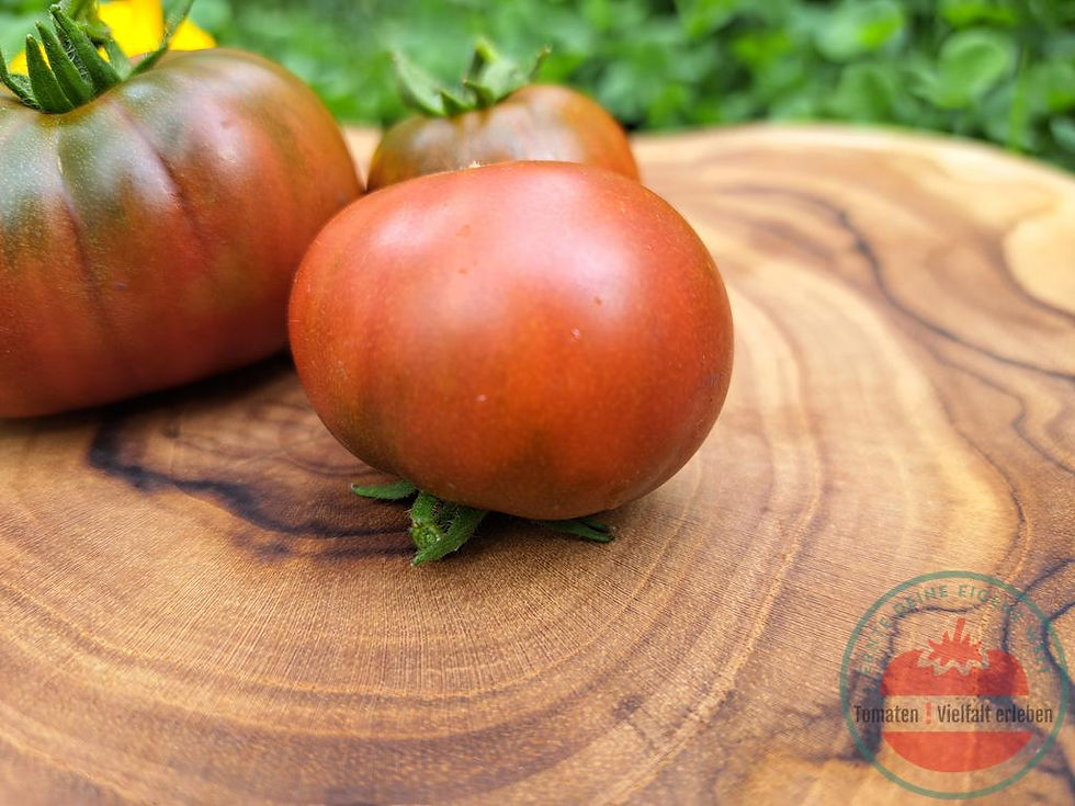 Thumbnail: Unterseite der Bräunlich-rötliche Tomate mit grünen Schultern auf einem Holzbrett - Tomate Sleeping Lady
