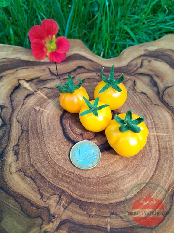 Miniaturbild: Gelbe leicht gerippte Cocktailtomate mit einem Euro unten links auf einem Holzbrett mit Blume links oben - Tomate Bundevice