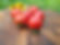Edelrot/Chrestensens Edelrot (Samen)