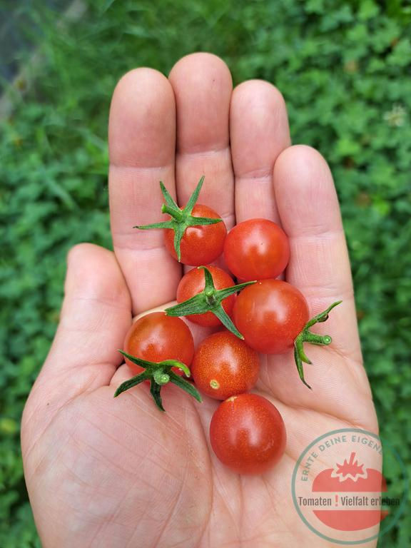 Thumbnail: Rote runde johannisbeergroße Tomate in der Hand - Tomate Sterntaler