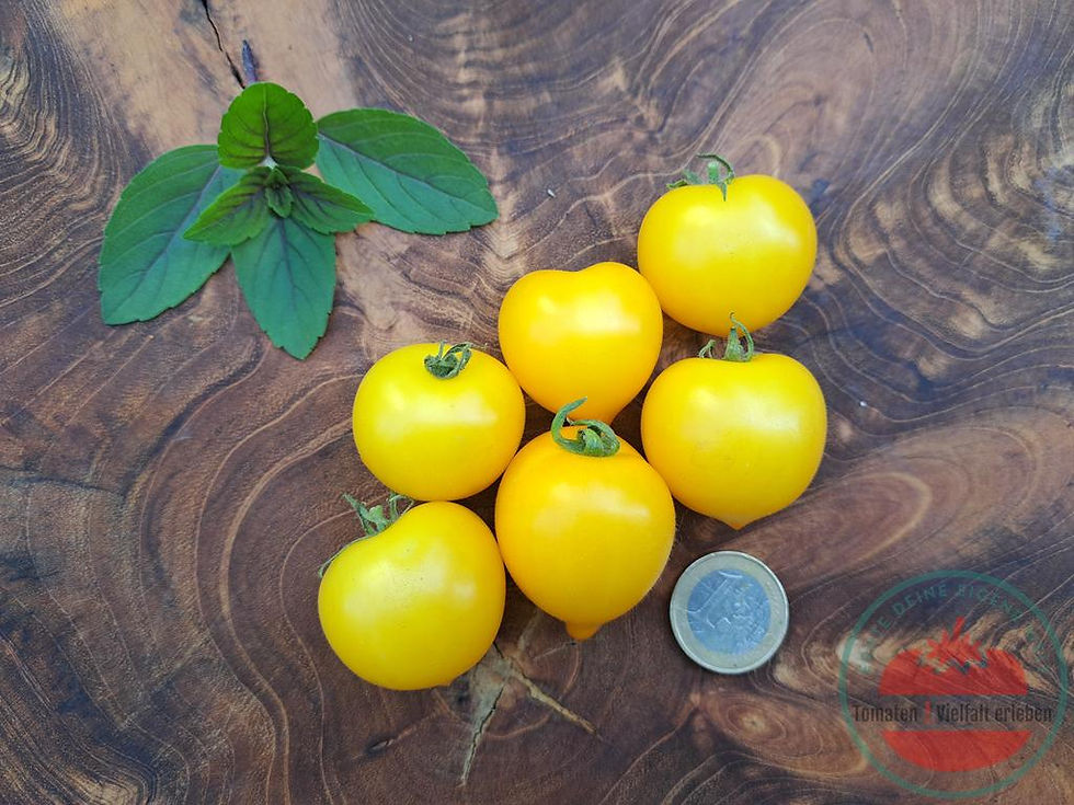 Thumbnail: Sonnengelbe Tomate mit ausgeprägter Spitze mit einem Euro unten rechts  auf einem Holzbrett - Tomate Little Sun