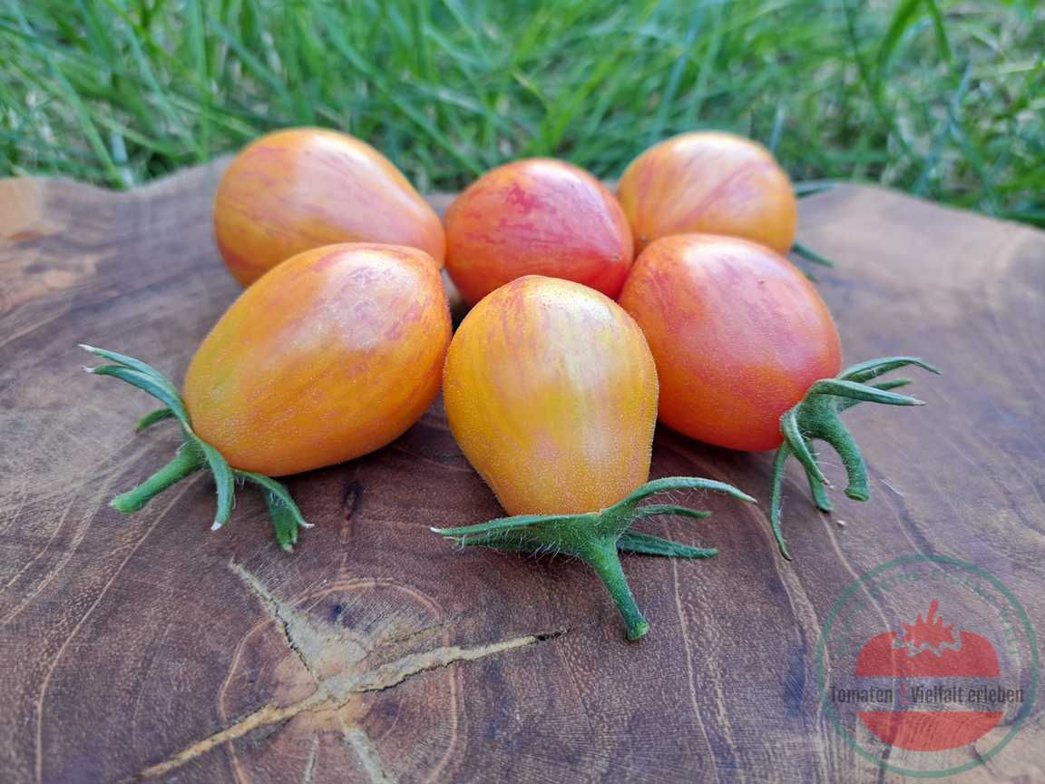 Gelb rötlich-gestreifte Tomaten auf einem Holzbrett im Gras. Tomatensorte Lucfichoise