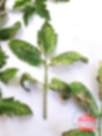 Kälteschaden Tomatepflanze 1