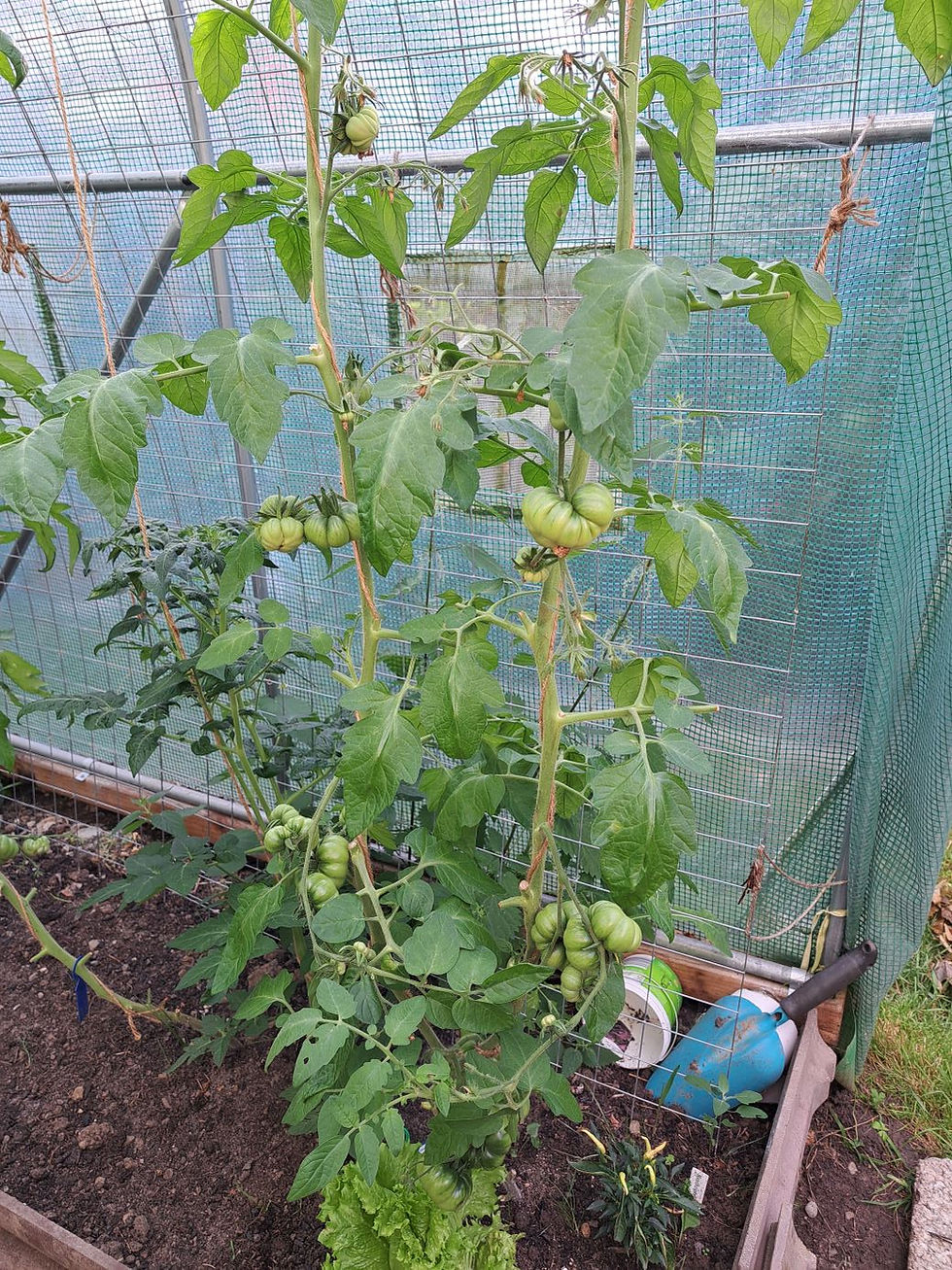 Thumbnail: Ficarrazi (seeds)