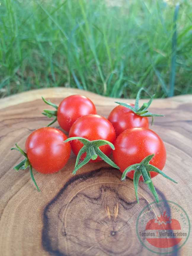 Rote runde Tomate auf einem Holzbrett in der Wiese. Tomatensorte Vesennij Michurinski