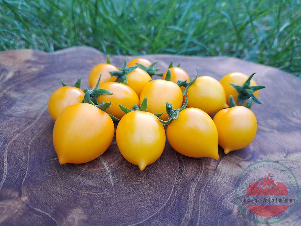 Gelbe Tomate mit Spitze auf einem Holzbrett im Gras. Tomate Nebolshoy Limon