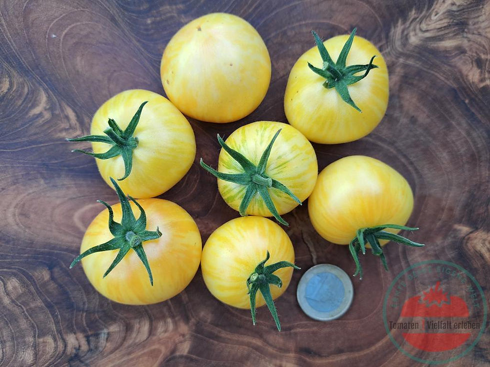 Miniaturbild: Hellgelbe leicht gestreifte Tomaten mit einem Euro unten auf der Seite auf einem Holzbrett - Tomate Sweet Splash Electra