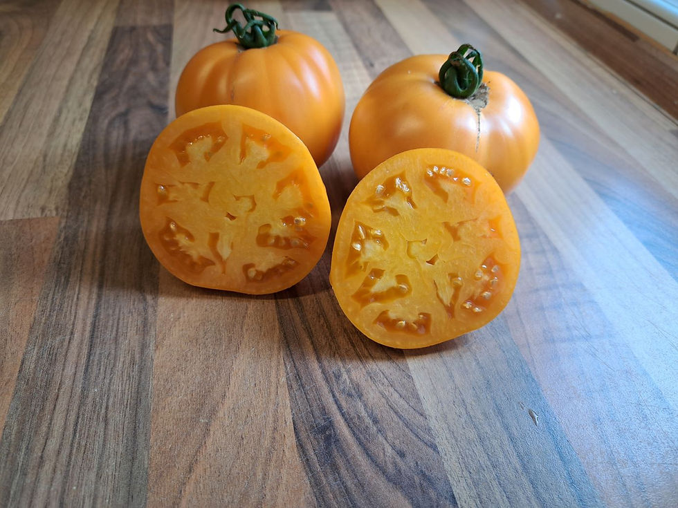 Thumbnail: Jantar (seeds)