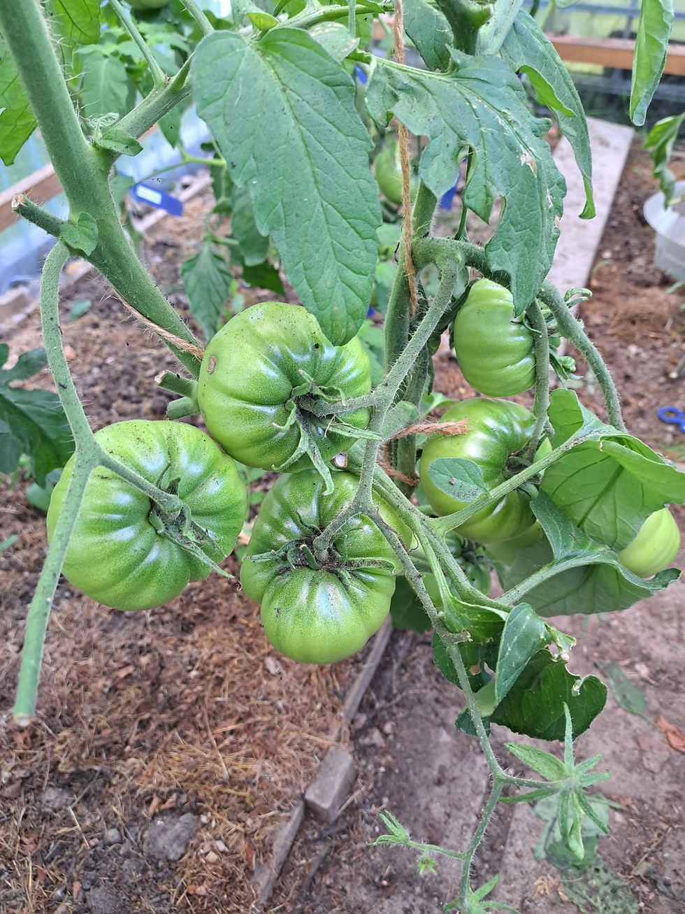 Thumbnail: Tomatensorte Marizol Purple unreif im grünen Zustand an der Rispe