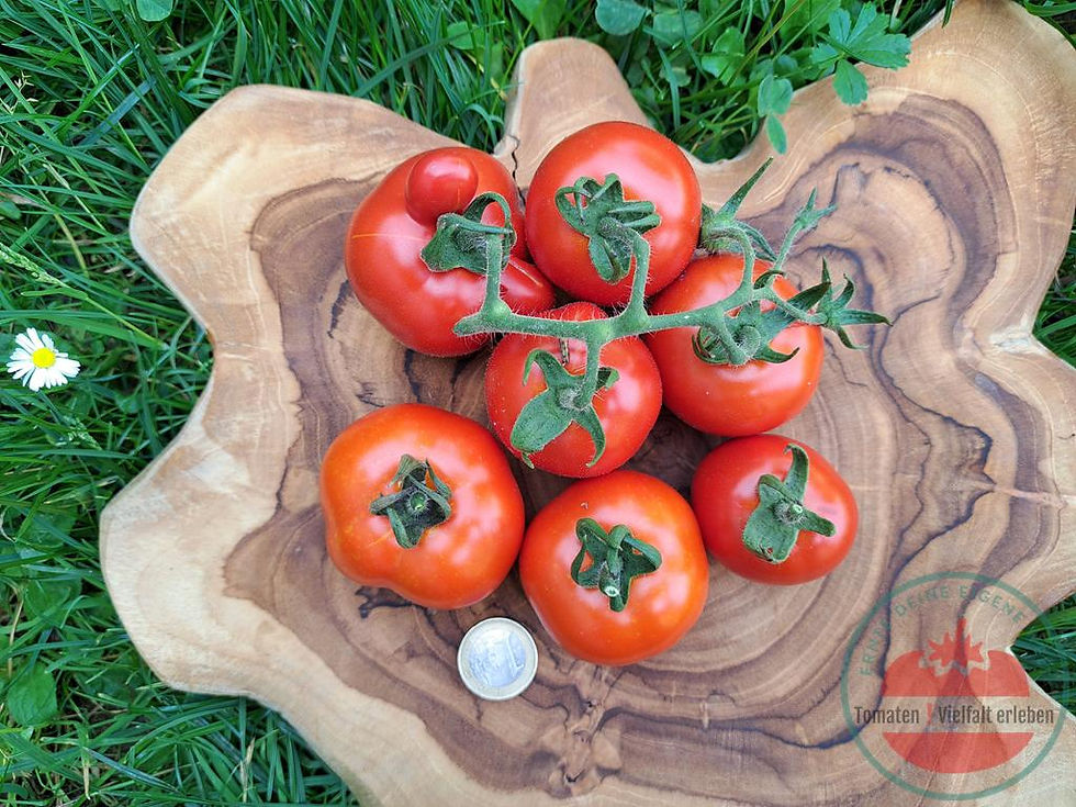 Miniaturbild: Rote runde Salattomaten mit leichter Rippung und einem Euro unten links auf einem Holzbrett - Tomate Renate aus der DDR