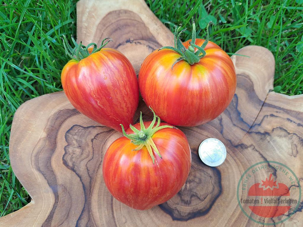 Miniaturbild: Rot-gelblich gestreifte herzförmige Tomate mit einem Euro rechts daneben auf einem Holzbrett - Tomate Dwarf Stony Brook Heart