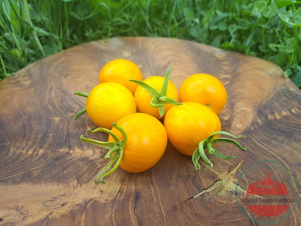Goldgelb gestreifte Tomaten auf einem Holzbrett - Tomate Rambling Gold Stripe