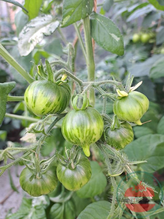 Thumbnail: Unreife hellgrün grün gestreifte Tomate an der Pflanze - Tomate Gandolf